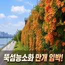 CU 성수한강한신점 | 뚝섬능소화 실시간 개화 위치 총정리