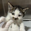 홍익동물병원 이미지