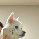 (주)강아유 이미지