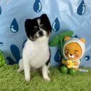 바둑이펫 이미지