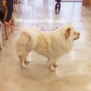 퍼펫 애견카페 이미지