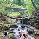 벧엘애견 이미지