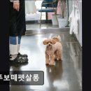 뚜뚜보떼펫살롱 네이버블로그