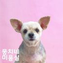 뭉치네 미용실 이미지
