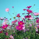 아름다운 이미지