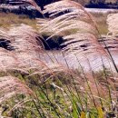 세월다방 이미지