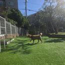 공항 가까운 전원주택 펫시터 | 공항근처애견호텔 자연마당 돌봄 공항가까운전원주택펫시터