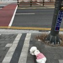 라온포토제닉 이미지