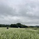 동쪽마을 | 제주도 동쪽 여행지 후기⋰˚☆ (와흘리메밀마을/후박나무숲길/이승악오름 삼나무숲길)