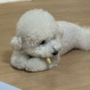 르브쑝 이미지