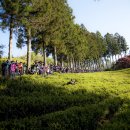 보성운해녹차 이미지