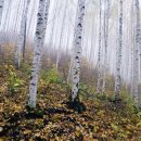 자작나무숲 주차장 이미지