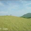 양떼목장 이미지