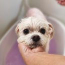 댕댕이모 이미지