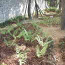 충혼로-2 이미지