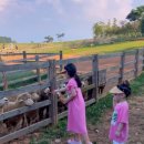 서해농장 | 국내 고창 여행기: 상하농원, 보리나라 학원농장, 서해바다