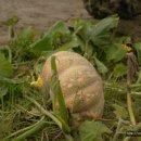 태풍민박 이미지