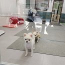 안나펫살롱 이미지