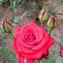 장미공원B 이미지