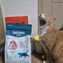 골드 캣 | 이즈칸 신제품 시니어사료 이즈칸 캣 시니어 밸런스 일주일 급여후기