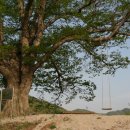 느티나무 이미지