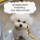 시민동물병원 | 서울시립동물복지지원센터 반려동물시민학교 사회화 예절교육 수업 체험기