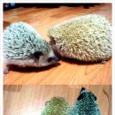 까칠이돼지 이미지