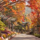 곤지암 화담숲에 내장단풍,당단풍,네군도단풍 다 모였다 이미지