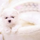 다양하개 이미지