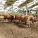 보전축산 이미지