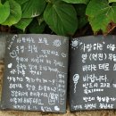 바다가그리운나무