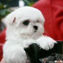 레오하우스 이미지