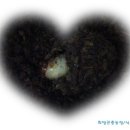 희망농장 이미지