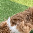 황제라사 이미지