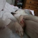 복길이집