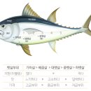 아라한참치 이미지