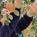 영임농장 이미지