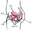 질 제대로 조이기 이미지