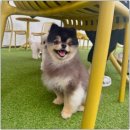 털로덮인친구들용인