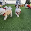 애견호텔 이미지