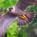 보라매로 네이버블로그