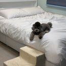스테이지이플 이미지
