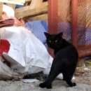 안산천서로 이미지