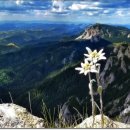 에델바이스 이미지