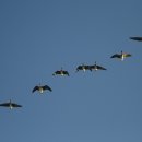 서호꽃뫼 이미지