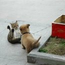 도도한고양이 이미지