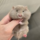 골든햄스터분양 탬펫 강남점 이미지