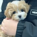 도그송 강아지분양 인천 송도점 이미지