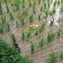 오리농법-오리가 모나 벼를 먹는다면?-봉하마을/베트남,일본오리농법/ 이미지