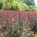 수종농장 이미지